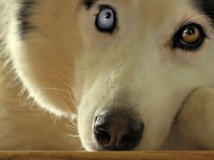 Lencsehomály (szürke hályog, katarakta) kezelése kutyáknál